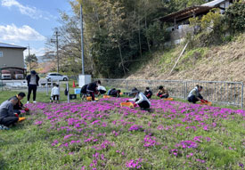 社員がボランティアで参加する「青葉学園芝桜の会」の作業（花の苗の植え付け）