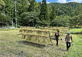 稲刈り（9月）